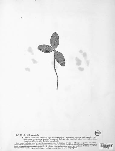 Uredo fallens image